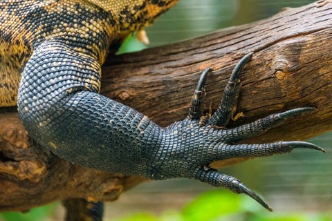 Forefoot claw of a monitor lizard