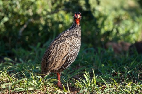 Red-necked spurfowl