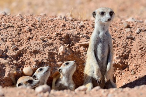 Meerkats
