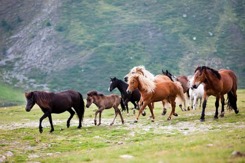 Mixed herd of Icelandic
