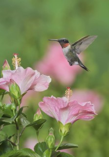 Ruby-throated Hummingbird