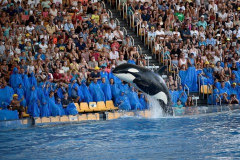 Orca