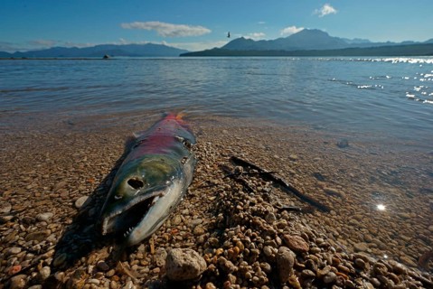 Chum salmon