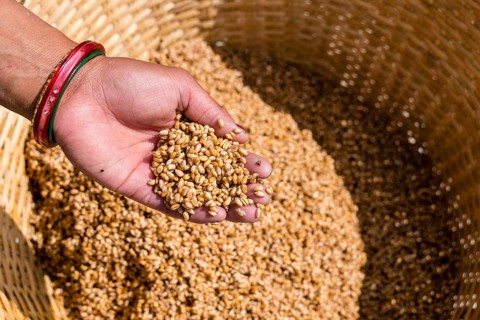 Farmer's wife washing and cleaning barley