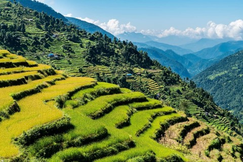 Agricultural landscape
