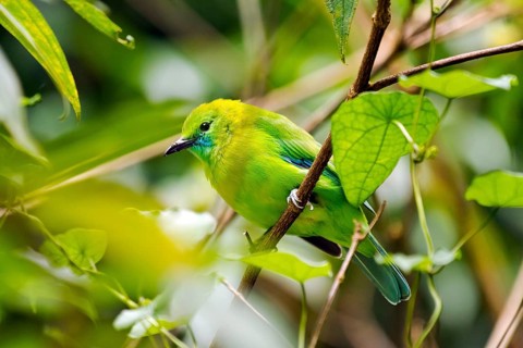 Blue-winged leafbird