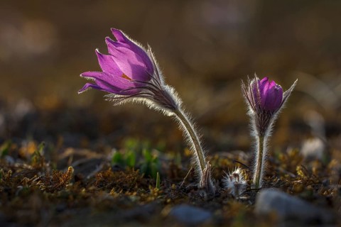 Pasque flowers