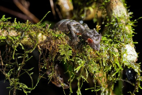 Satanic Leaf Tailed Gecko