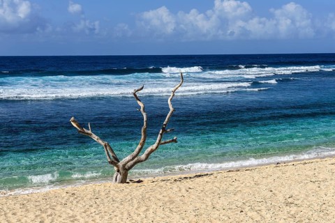Dead tree on White Beach