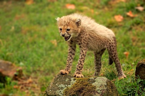 Cheetah