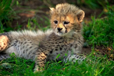 Cheetah