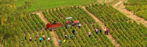 Winegrowing and grape pickers