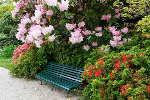 Parkbank under flowering rhododendron and azaleas