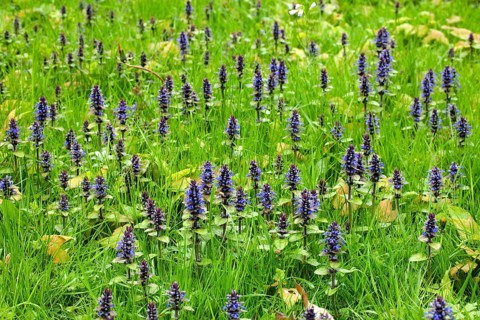 Bugleweed