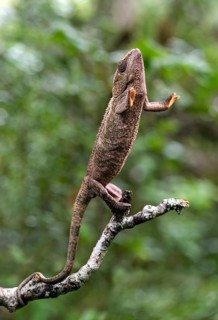 Short-horned chameleon