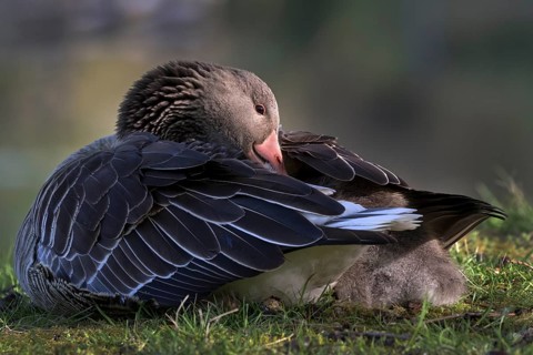 Greylag Goose