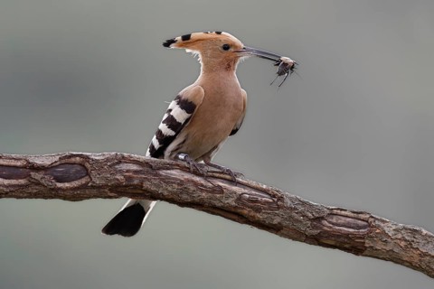 Hoopoe