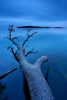 Oak tree trunk lying in water