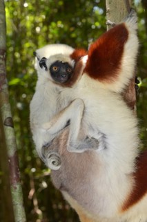 Coquerel's sifaka