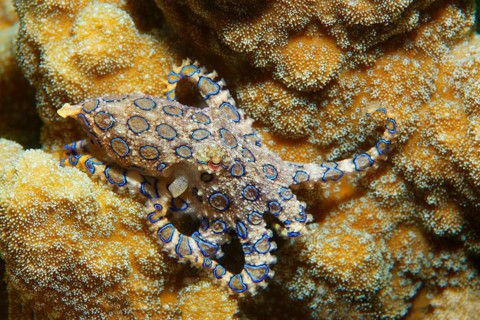 Greater blue-ringed octopus