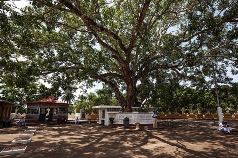 Sacred fig or bodhi