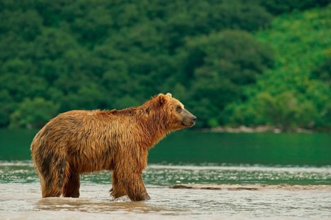 Brown bear