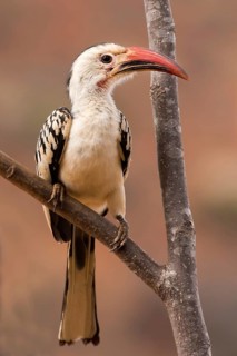 Northern red-billed hornbill