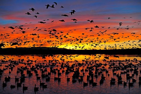 Many snow geese