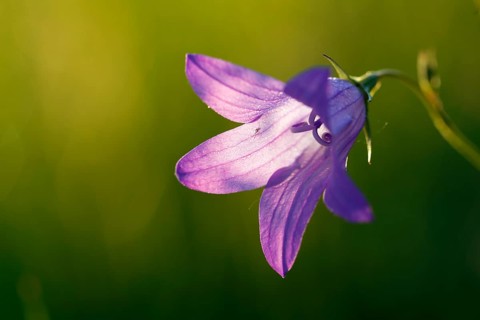 Spreading bellflower