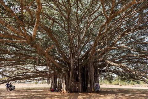 400 year old Banyan tree