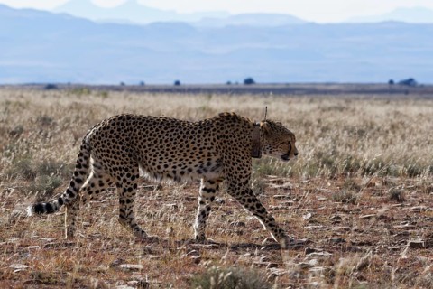 Cheetah