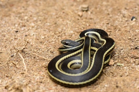 Lateral Water Snake