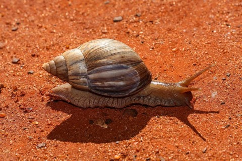 Agate snail