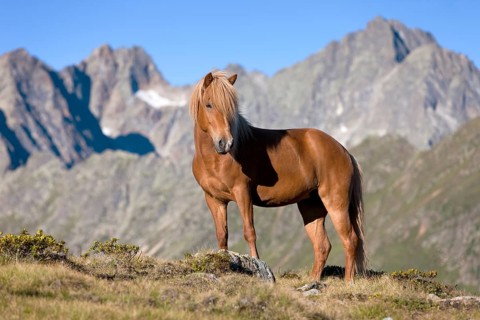 Icelandic horse on pasture in front of mountain range