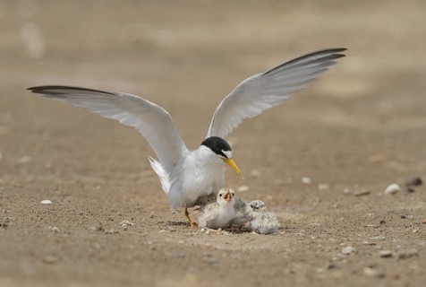Least Terns
