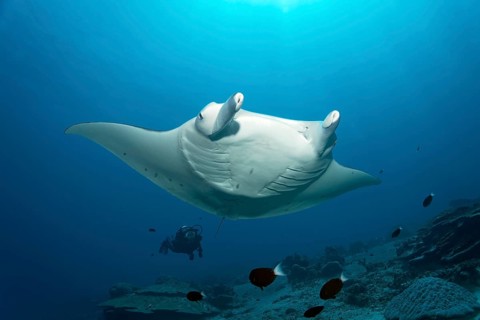 Manta ray