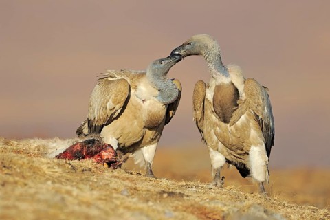 Cape vultures