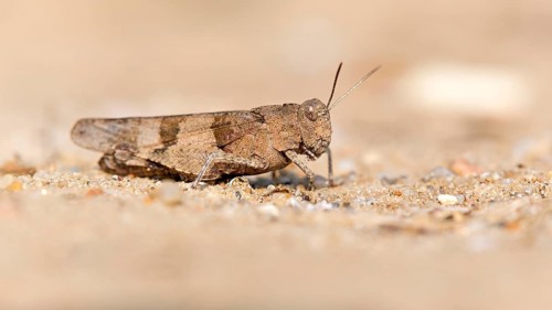 Blue-winged grasshopper