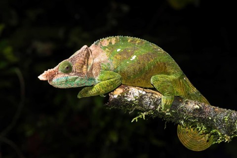 O'Shaughnessy's chameleon