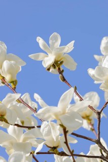 Flowers of the Yulan magnolia