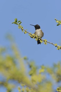 Black-chinned Hummingbird