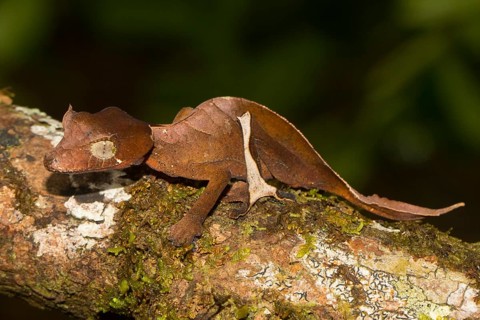 Rare Uroplatus