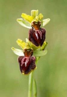 Early Spider Orchid
