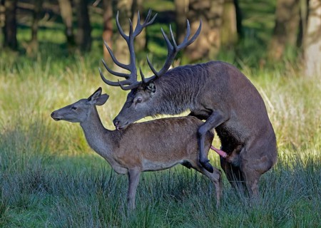 Red deer