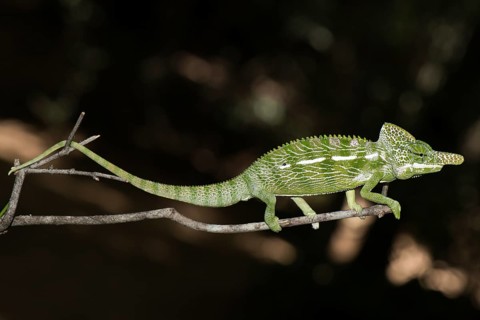 Labord's chameleon