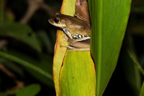 Boophis idae on one leaf