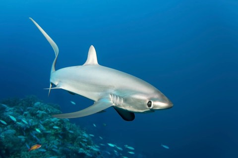 Common thresher