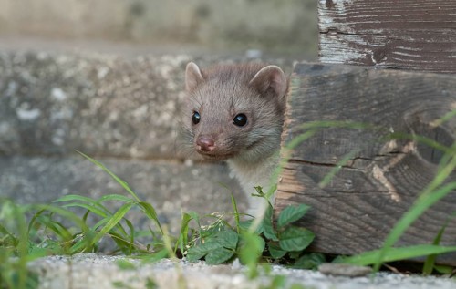 Young Beech marten