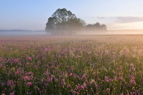 A meadow with Ragged Robins