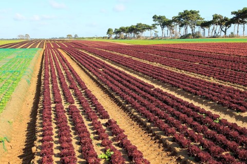 Lettuce crop growing in field